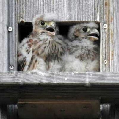 Turmfalken Nestlinge