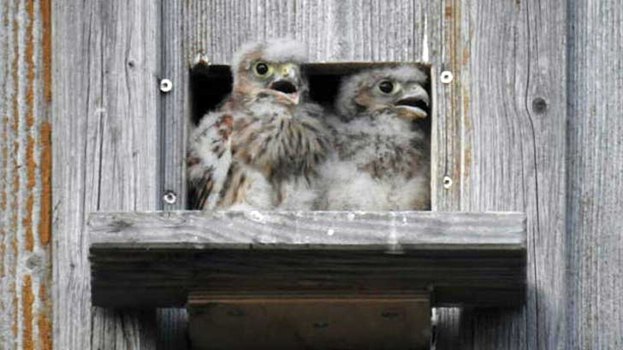 Turmfalken Nestlinge