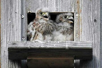 Turmfalken Nestlinge