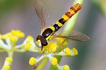Schwebfliegen
