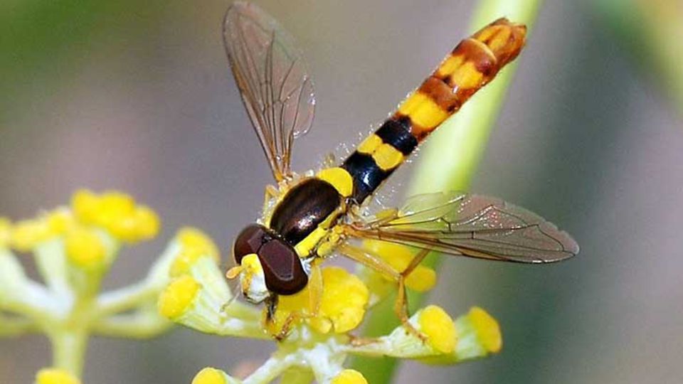 Schwebfliegen