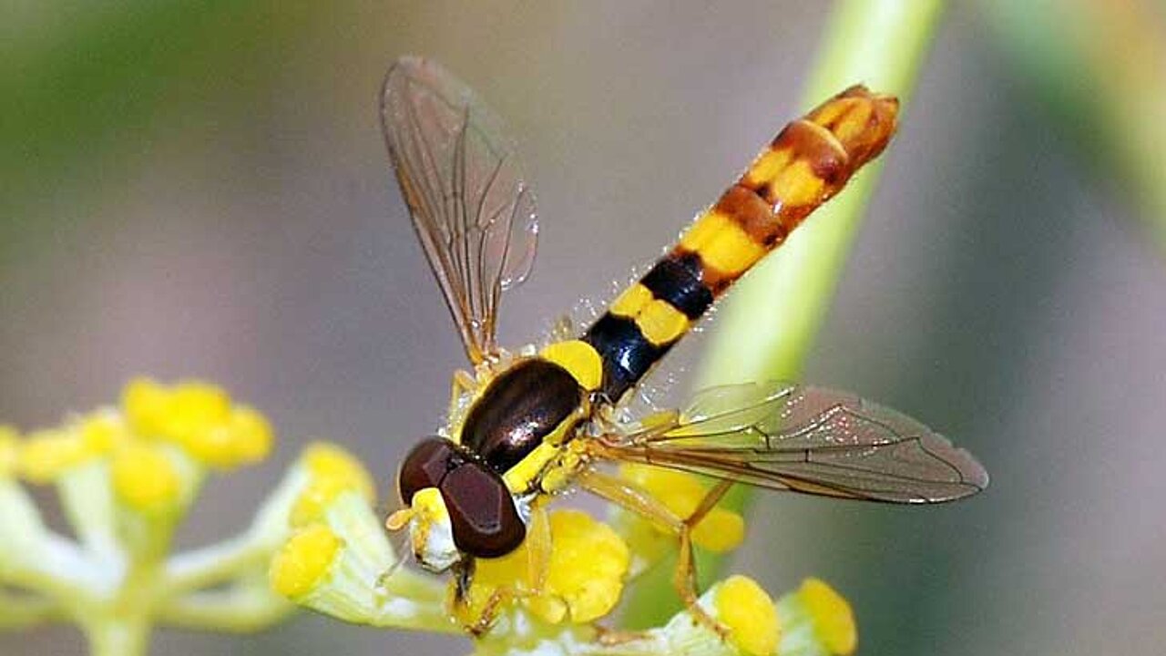 Schwebfliegen