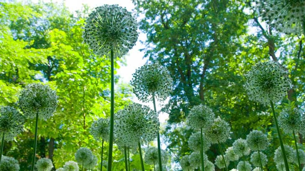 Allium “Mount Everest“