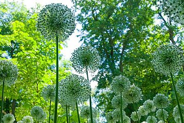 Allium “Mount Everest“