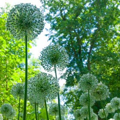Allium “Mount Everest“