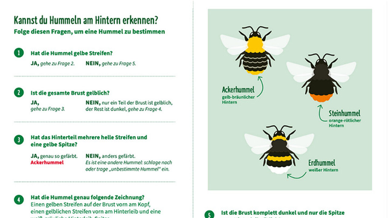 Hummelhintern