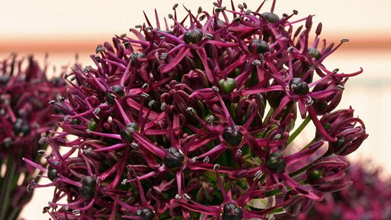Allium atropurpureum