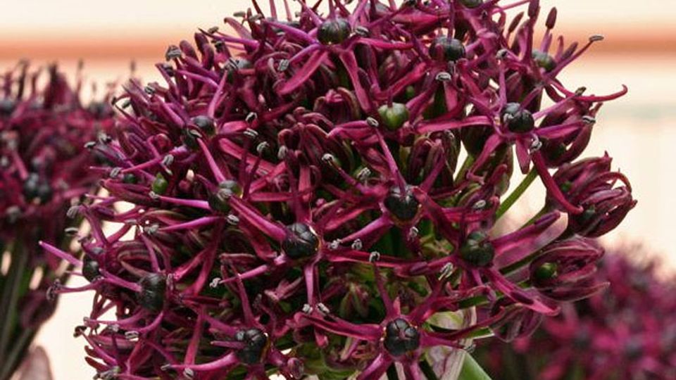 Allium atropurpureum