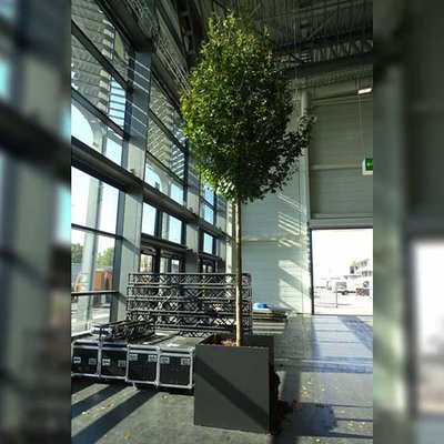 C2tree Projekt Stadtbäume