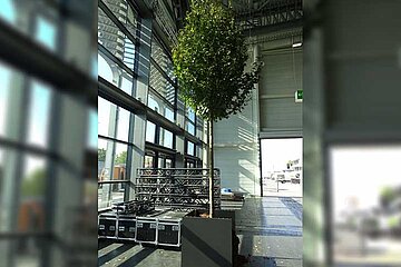 C2tree Projekt Stadtbäume