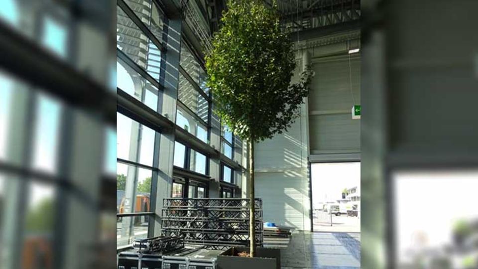 C2tree Projekt Stadtbäume
