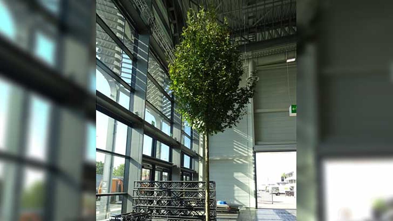 C2tree Projekt Stadtbäume