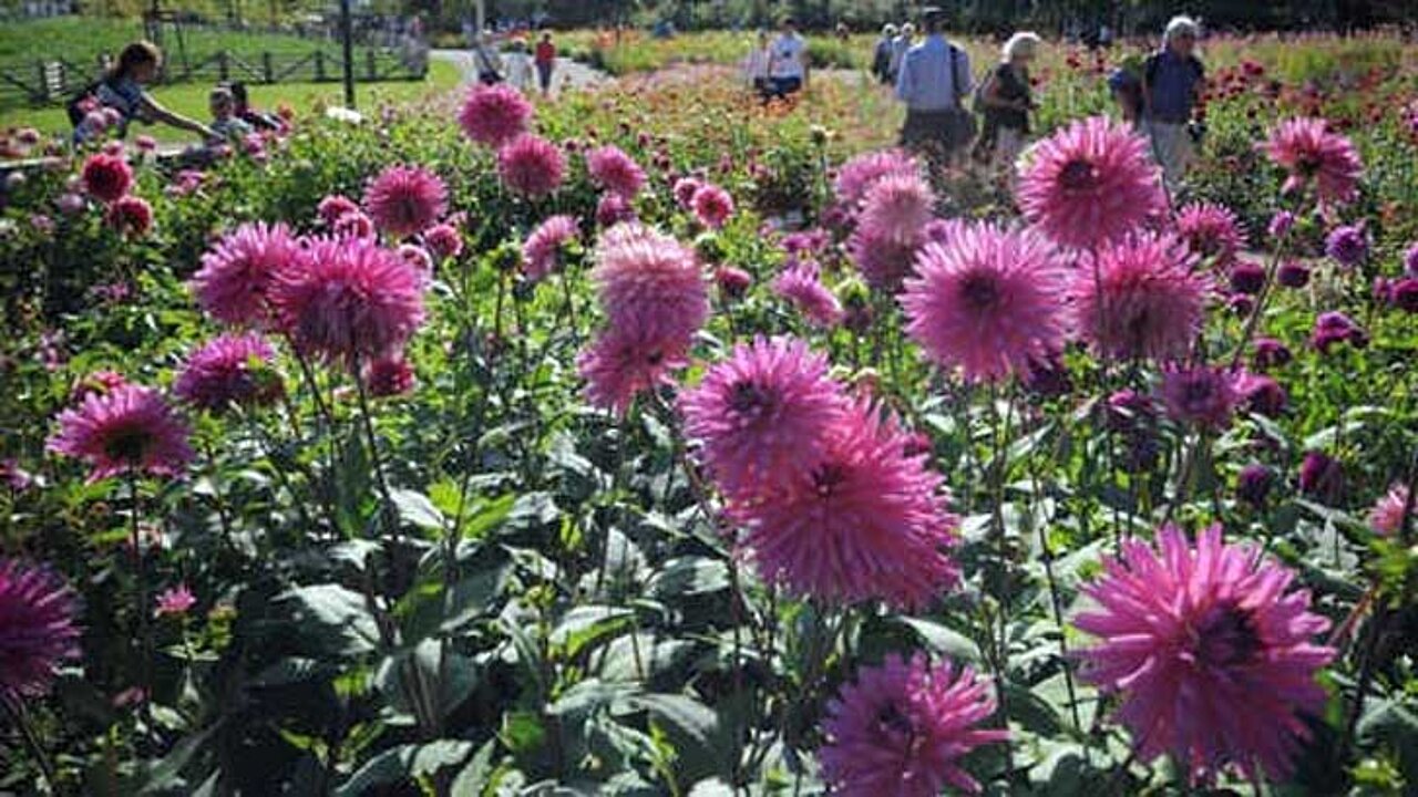 Dahliengarten