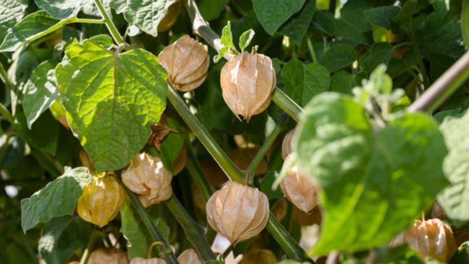Physalis