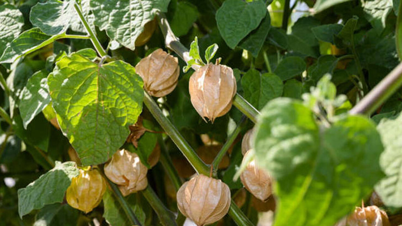 Physalis