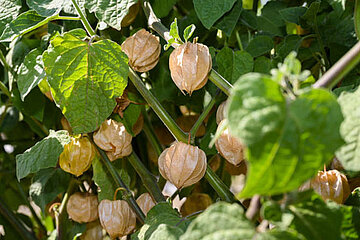 Physalis