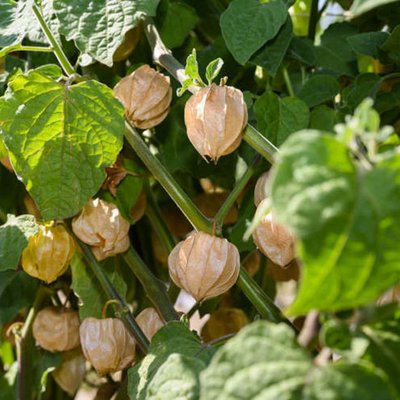 Physalis