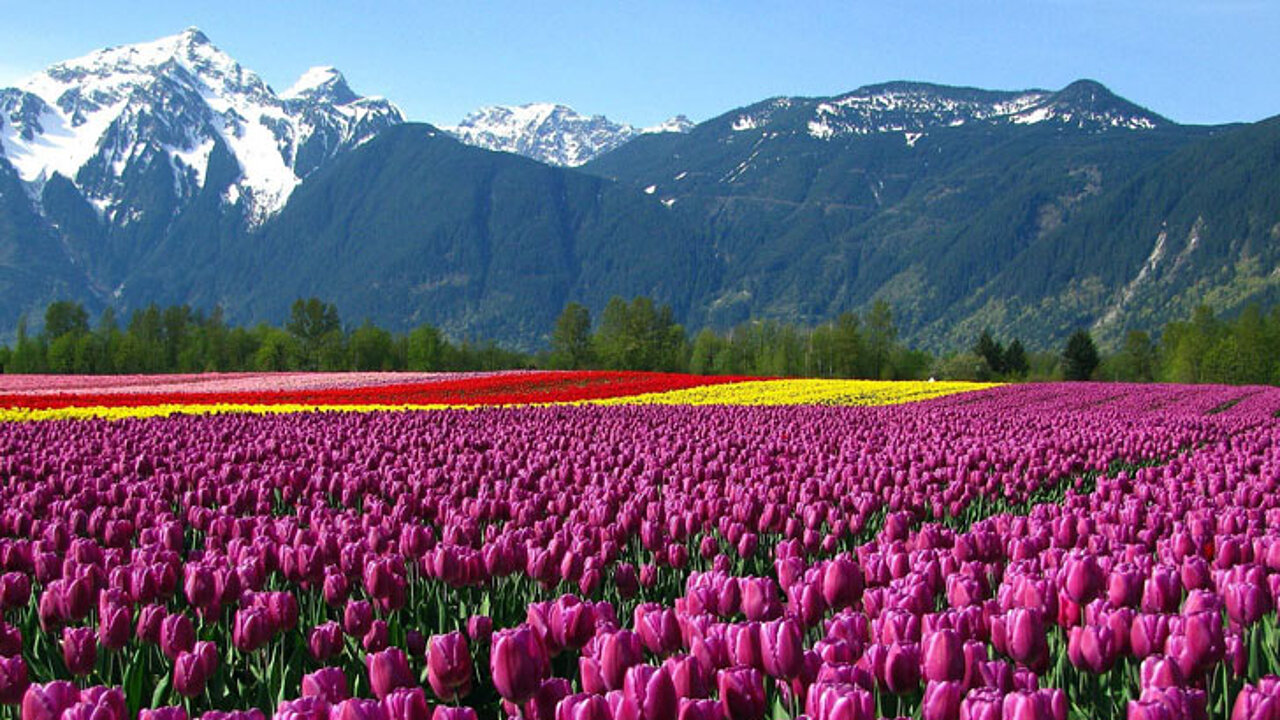 Gartenbau Blumen