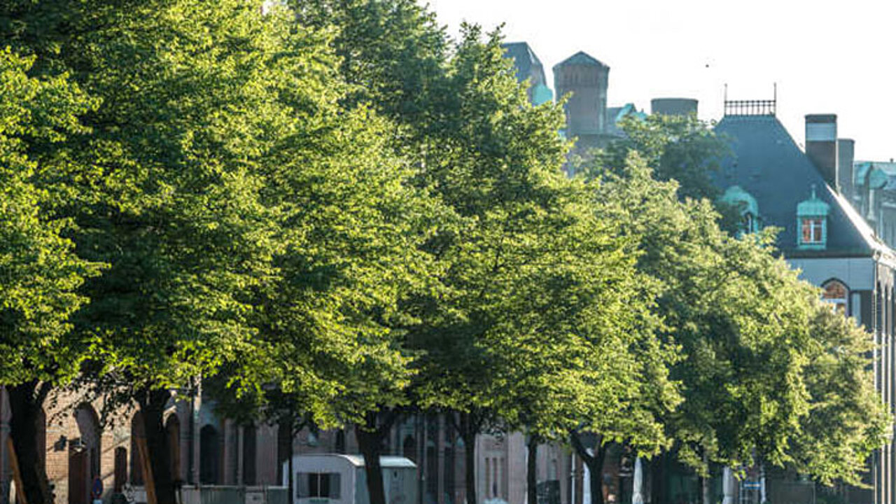 Stadtbäume