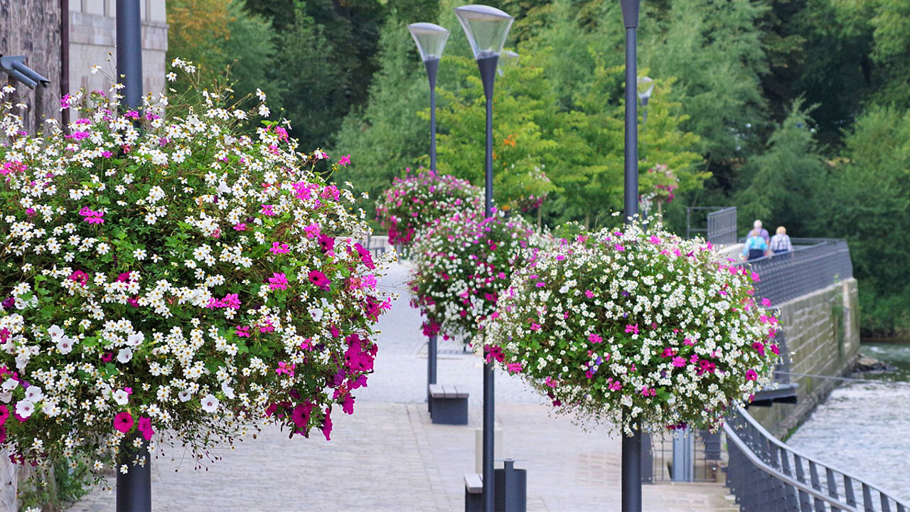 Flower Baskets