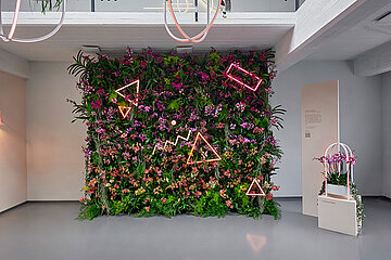 Pflanzen Orchideen