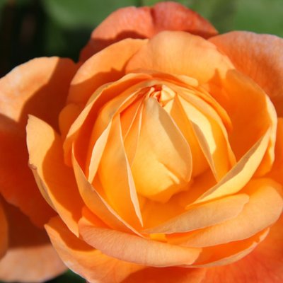Rosen und die Schaupflanzungen