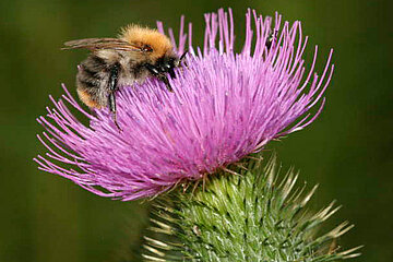 Kratzdistel