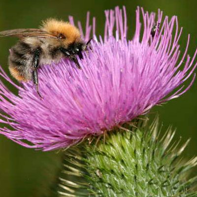 Kratzdistel