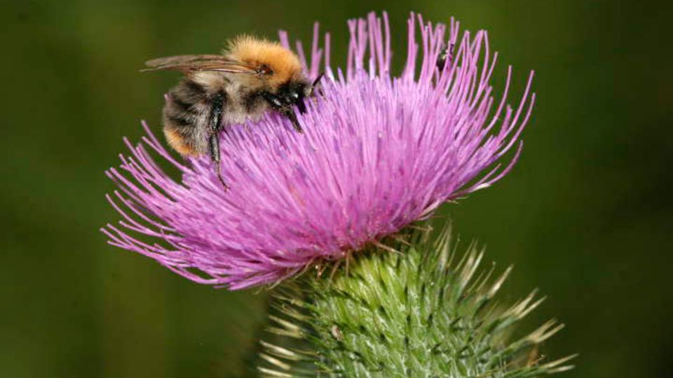 Kratzdistel