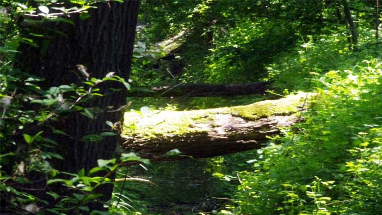 Moos bewachsener Baumstamm