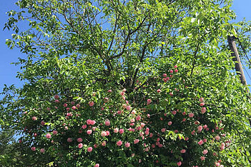 Image-18182
