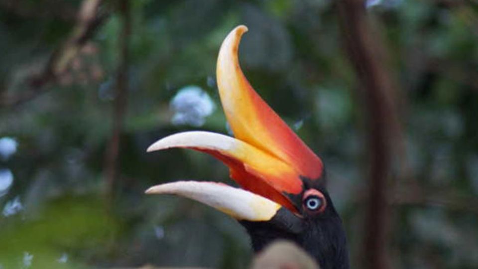 Nashornvogel