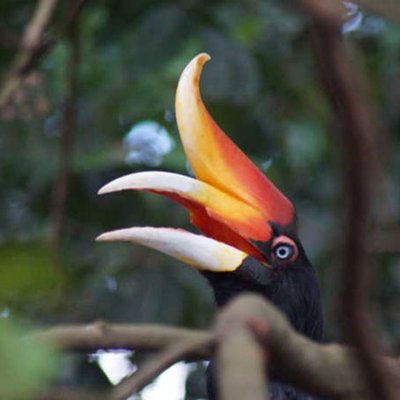 Nashornvogel