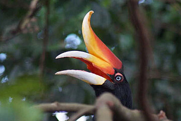 Nashornvogel