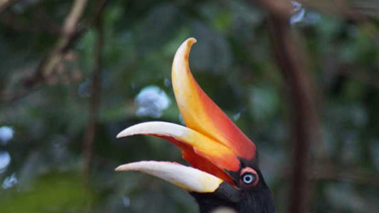 Nashornvogel