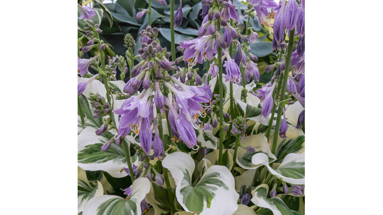 Hosta Diamonds Forever