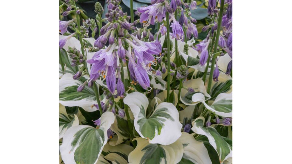 Hosta Diamonds Forever