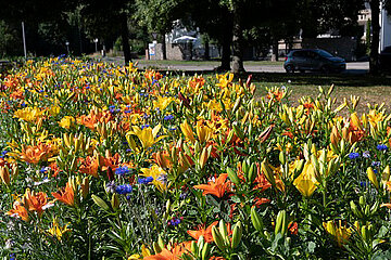Blumenwiese