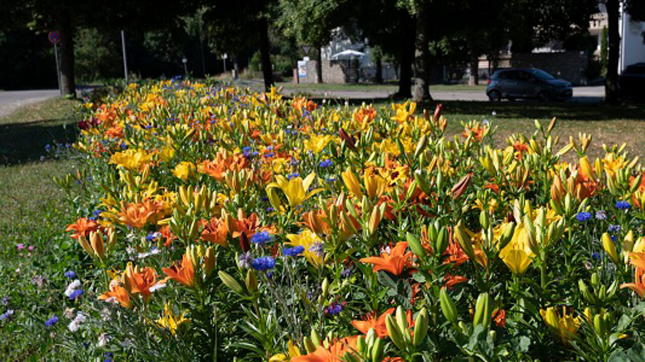 Blumenwiese