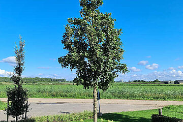 Acer campestre "Street Pillar