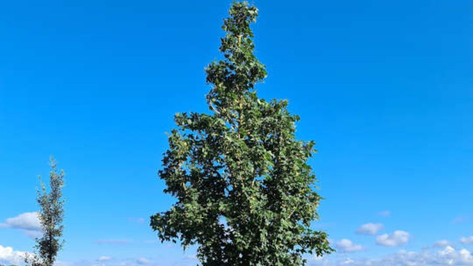Acer campestre "Street Pillar