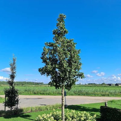 Acer campestre "Street Pillar