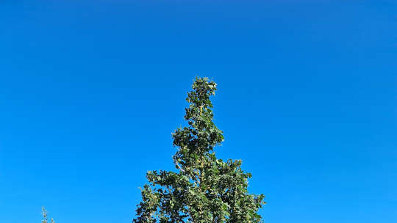 Acer campestre "Street Pillar