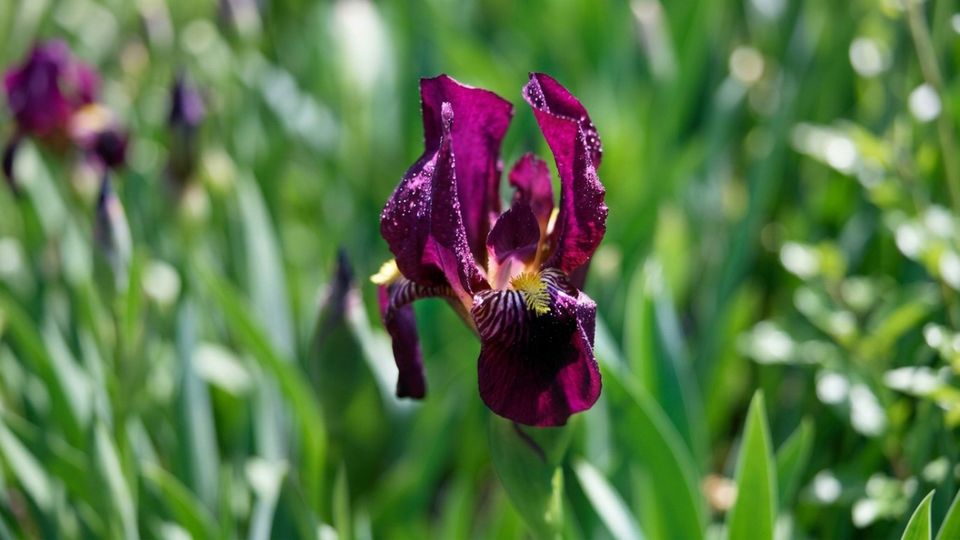 Bart-Iris