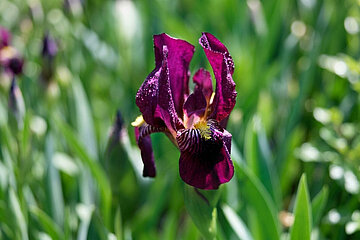 Bart-Iris