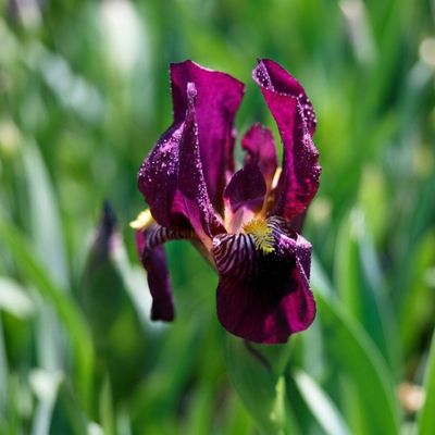 Bart-Iris
