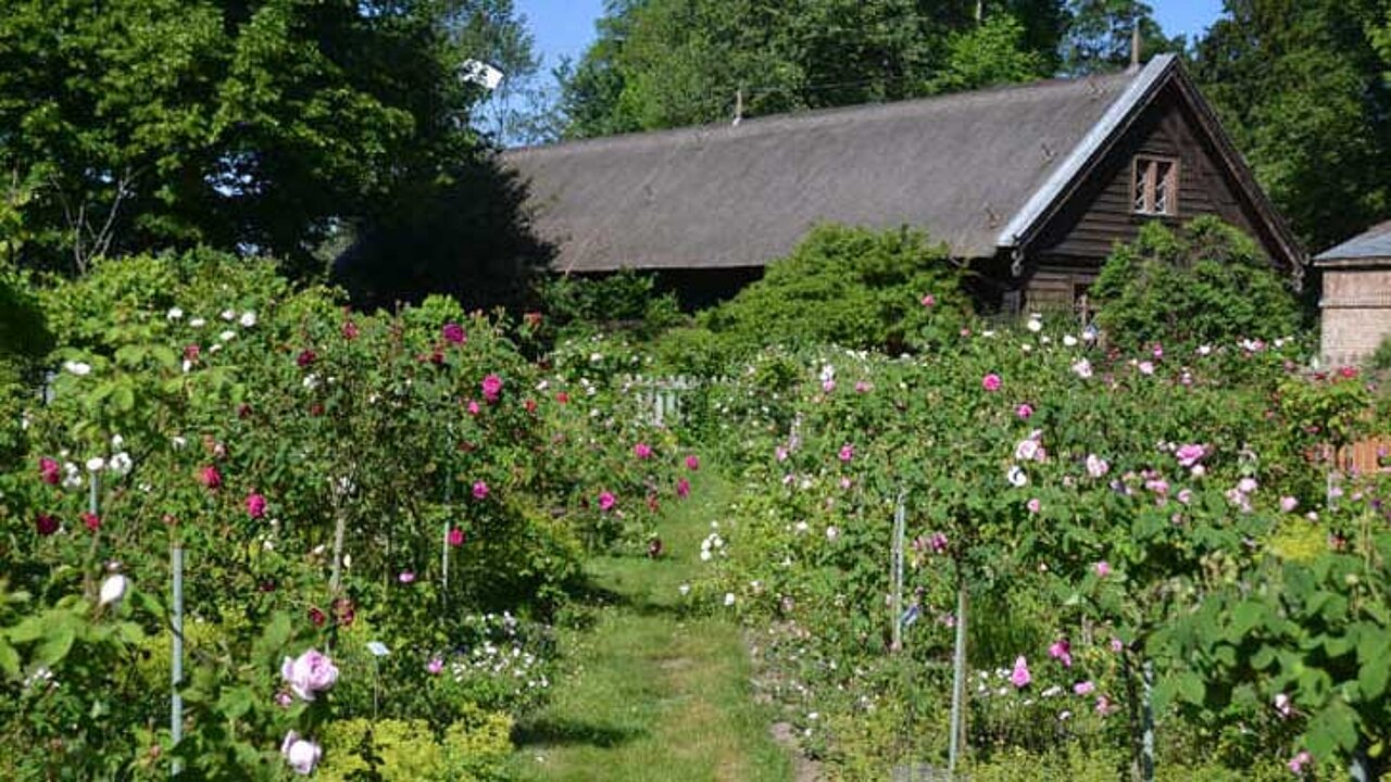 Rosensorten