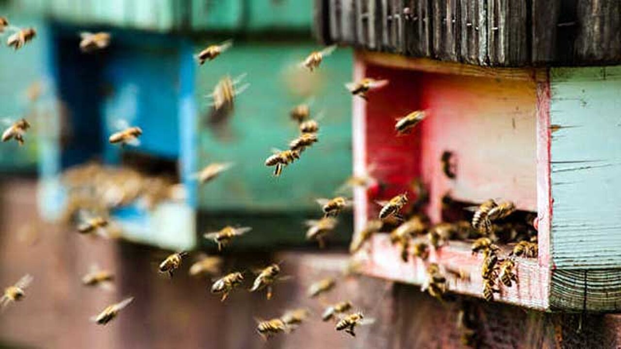 Bienen fliegen in Bienenstock