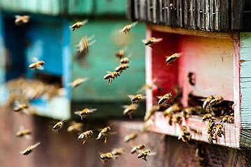 Bienen fliegen in Bienenstock