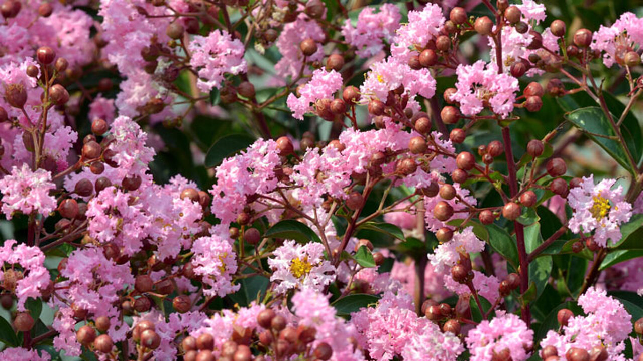 Lagerstroemia indica